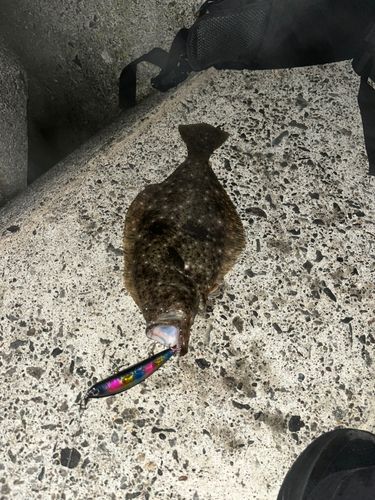 ヒラメの釣果