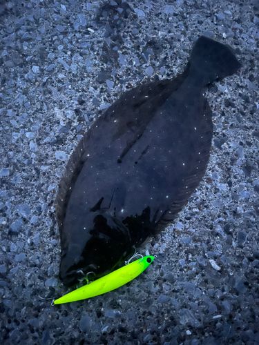 ヒラメの釣果