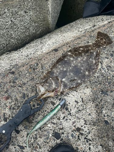 ヒラメの釣果