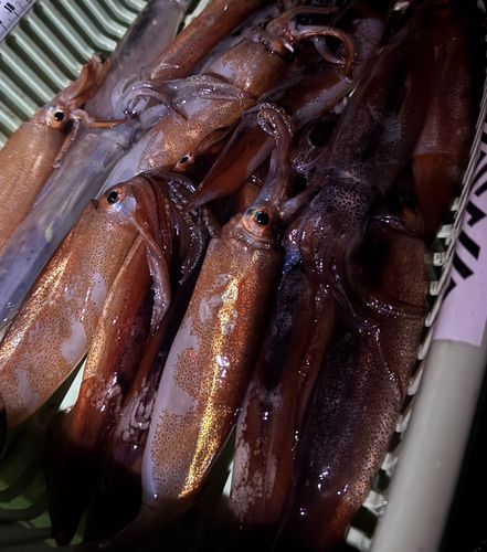 ムギイカの釣果