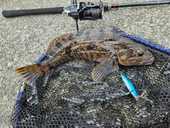 アイナメの釣果