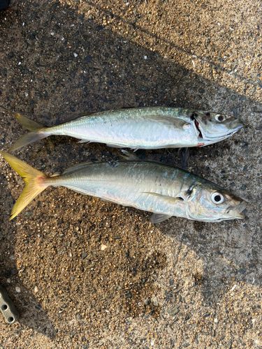 マルアジの釣果