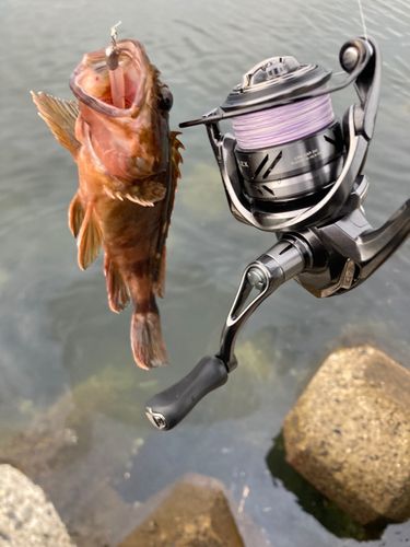 カサゴの釣果