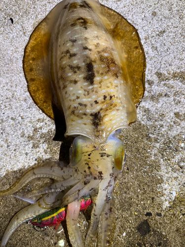 アオリイカの釣果
