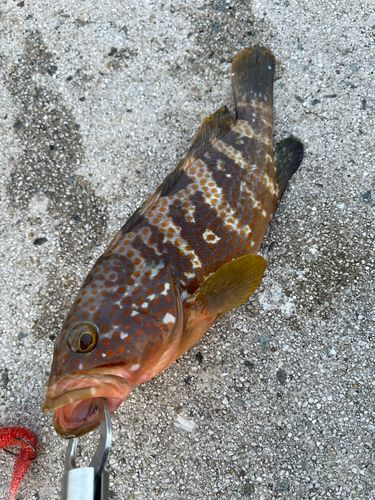 アコウの釣果