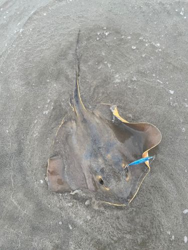 エイの釣果