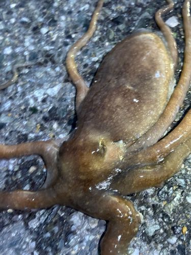 テナガダコの釣果