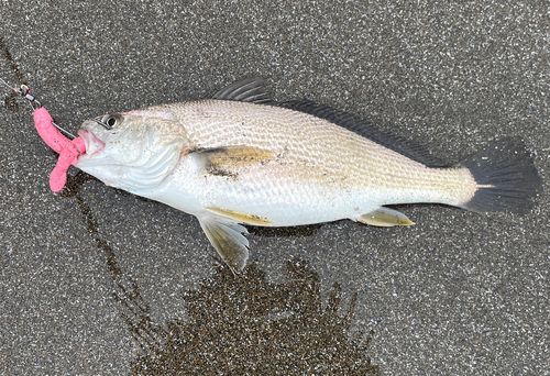 シログチの釣果