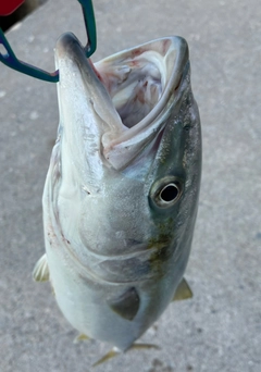 ワラサの釣果