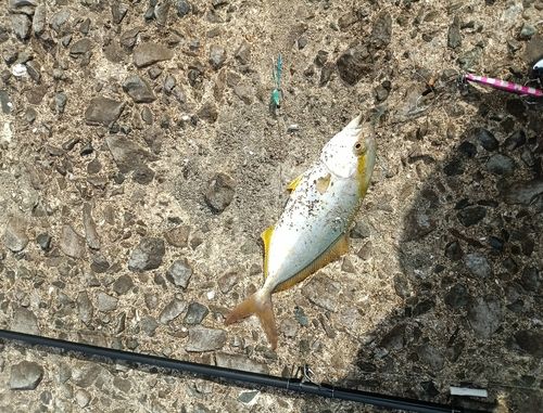 ネリゴの釣果