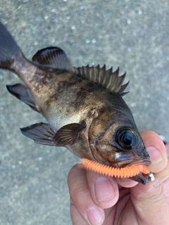 シロメバルの釣果