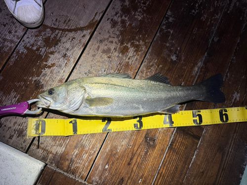 シーバスの釣果