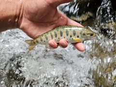 ヤマメの釣果