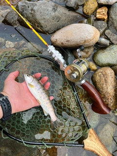 ヤマメの釣果