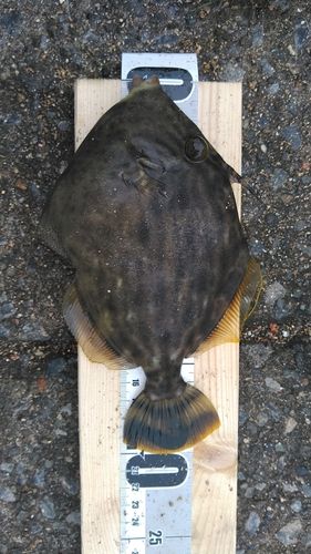 カワハギの釣果