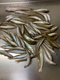 キスの釣果