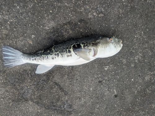 トラフグの釣果