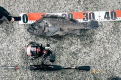 クロソイの釣果