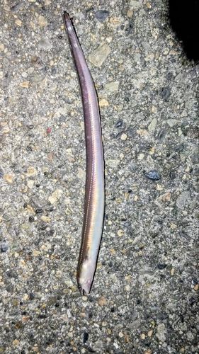 マアナゴの釣果