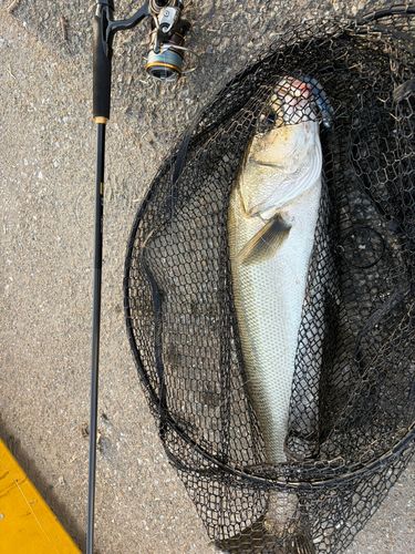 スズキの釣果