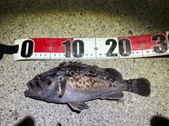 クロソイの釣果