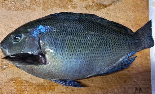 グレの釣果