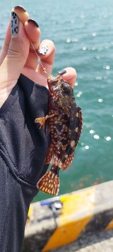 カサゴの釣果