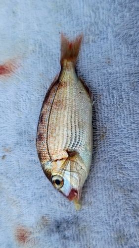 チャリコの釣果