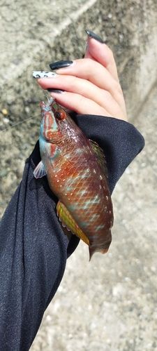 ベラの釣果