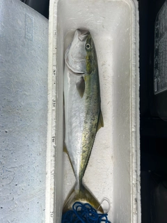 ハマチの釣果