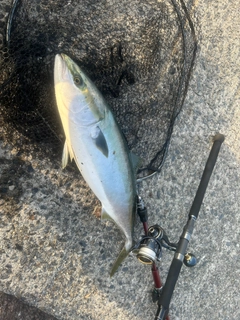 ハマチの釣果