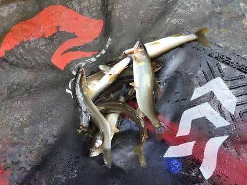 アユの釣果