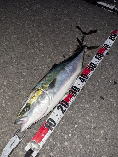 ワラサの釣果