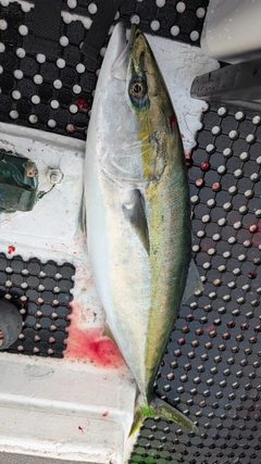 ブリの釣果