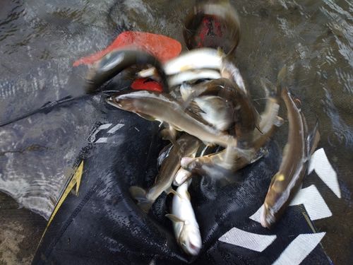 アユの釣果