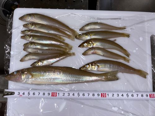 キスの釣果