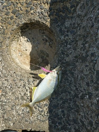 ネリゴの釣果