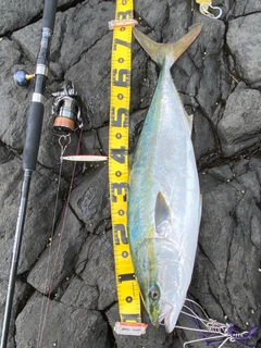ワラサの釣果