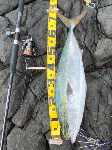 ワラサの釣果
