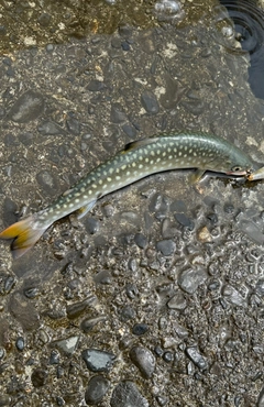 アメマスの釣果