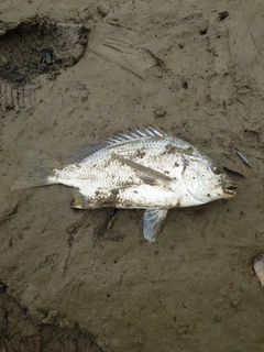 キビレの釣果