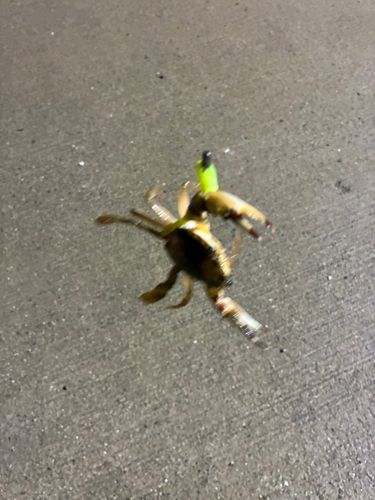 カニの釣果