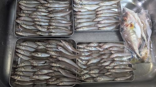 キスの釣果