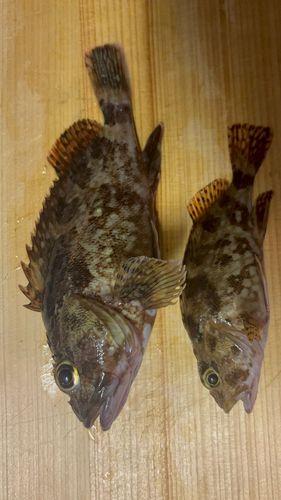 カサゴの釣果