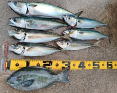 グレの釣果