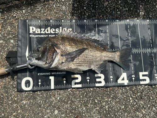 チヌの釣果