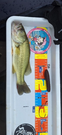 ラージマウスバスの釣果