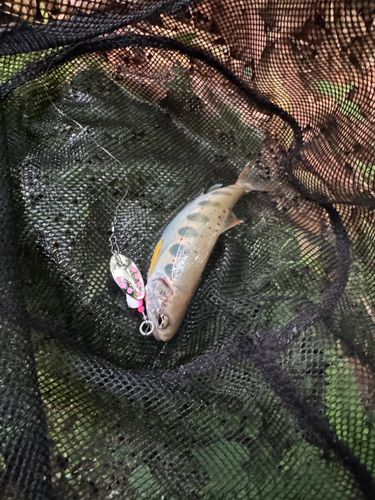 アマゴの釣果