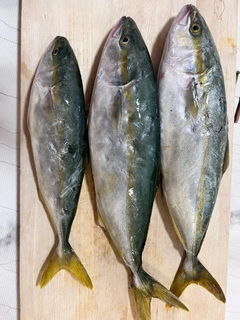 ツバスの釣果