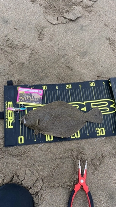 ソゲの釣果